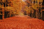 Autumn-Orange-Leaves-On-The-Road.jpg