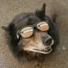RallyDog93