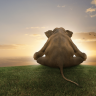 SereneElephant